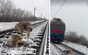 Τρένο περνά πάνω από σκυλί που έχει ακινητοποιηθεί τραυματισμένο στις ράγες