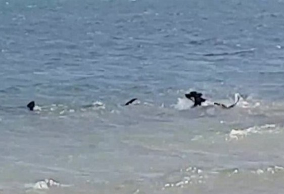 Απίστευτο βίντεο: Ατρόμητος Σκύλος ΚΥΝΗΓΑ καρχαρία που τρέπεται σε φυγή - Φωτογραφία 1