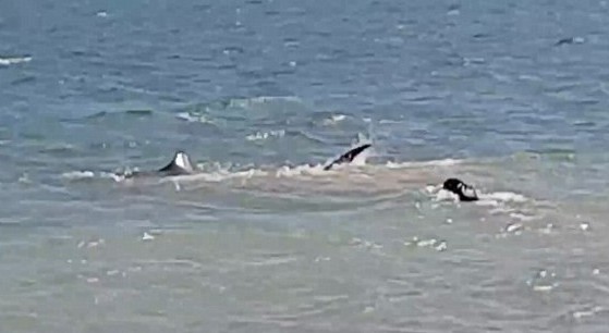 Απίστευτο βίντεο: Ατρόμητος Σκύλος ΚΥΝΗΓΑ καρχαρία που τρέπεται σε φυγή - Φωτογραφία 2
