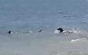 Απίστευτο βίντεο: Ατρόμητος Σκύλος ΚΥΝΗΓΑ καρχαρία που τρέπεται σε φυγή - Φωτογραφία 1