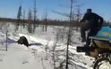 Δύο φορτηγά κυνήγησαν και πάτησαν μία αρκούδα στη Ρωσία