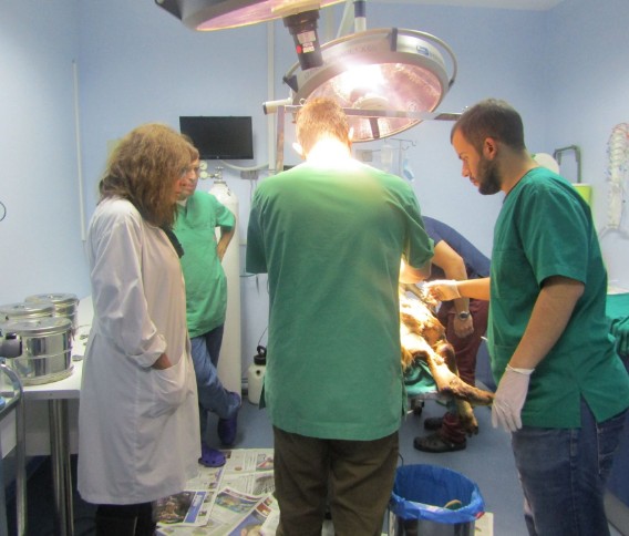 Ακρωτηριάσαν το ένα πόδι για να σώσουν τη ζωή του ελαφιού που βρέθηκε τραυματισμένο στην Πάρνηθα - Φωτογραφία 2
