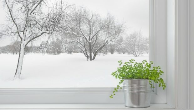 Προστατέψτε τα λουλούδια σας από το κρύο σε 4 βήματα - Φωτογραφία 1