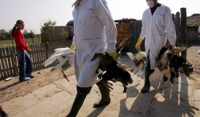 Επανήλθε η γρίπη των πτηνών! Έκτακτα μέτρα στον Έβρο - Φωτογραφία 1