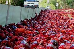 Ένα νησί γέμισε... καβούρια! [photos - video]