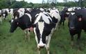 Το μικρόβιο της βρουκέλλας εντοπίστηκε σε βοοειδή στην Κοζάνη