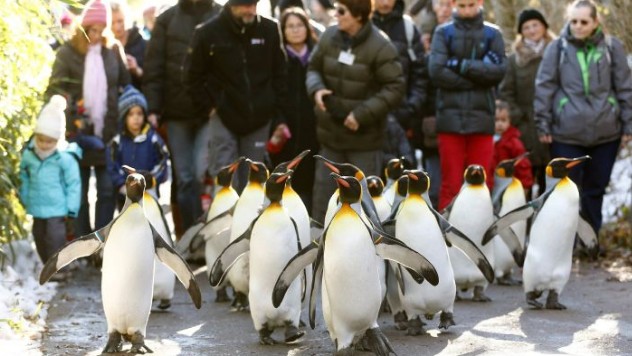 «Να περπατάτε σαν… πιγκουίνοι για να μην γλιστράτε στον πάγο» - Φωτογραφία 1