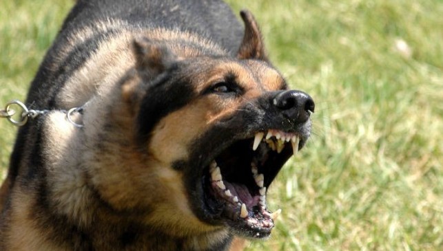 Άγρια επίθεση σκύλου σε ηλικιωμένη στην Κυπαρισσία - Φωτογραφία 1