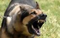 Άγρια επίθεση σκύλου σε ηλικιωμένη στην Κυπαρισσία