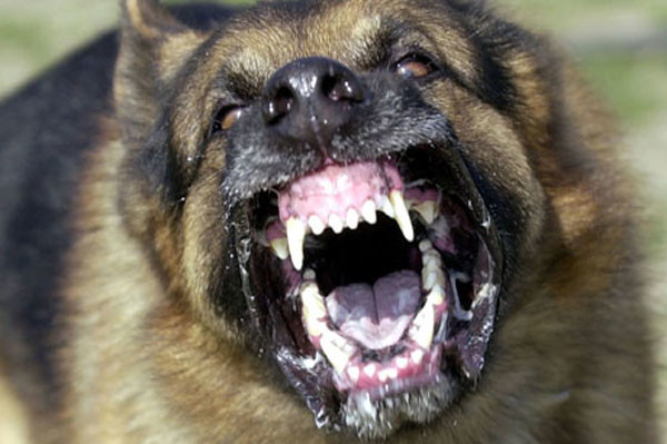 Σοκ στο Αγρίνιο από επίθεση λυσσασμένου σκυλιού - 3 άτομα στο νοσοκομείο - Φωτογραφία 1