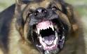 Σοκ στο Αγρίνιο από επίθεση λυσσασμένου σκυλιού - 3 άτομα στο νοσοκομείο