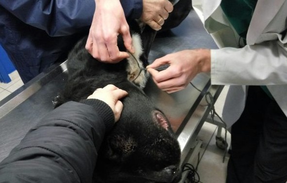 Καρποχώρι Καρδίτσας: Έσωσαν τον σκύλο που είχε παραμορφωθεί στο κεφάλι από τη θηλιά γύρω από τον λαιμό του - Φωτογραφία 1