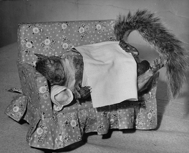 Tommy Tucker: Ο σκίουρος που έγινε η μασκότ της Αμερικής στο Β' Παγκόσμιο - Φωτογραφία 2