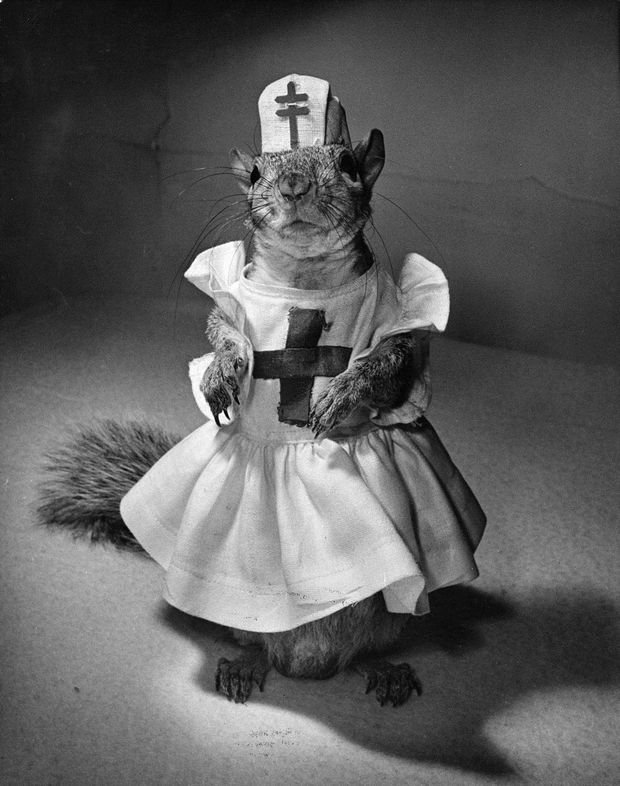 Tommy Tucker: Ο σκίουρος που έγινε η μασκότ της Αμερικής στο Β' Παγκόσμιο - Φωτογραφία 3