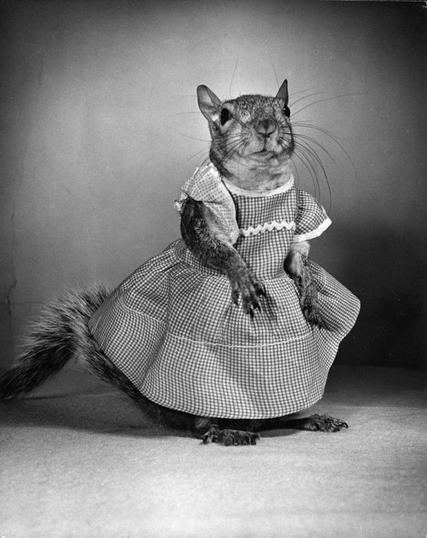 Tommy Tucker: Ο σκίουρος που έγινε η μασκότ της Αμερικής στο Β' Παγκόσμιο - Φωτογραφία 5