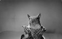 Tommy Tucker: Ο σκίουρος που έγινε η μασκότ της Αμερικής στο Β' Παγκόσμιο - Φωτογραφία 4