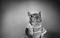 Tommy Tucker: Ο σκίουρος που έγινε η μασκότ της Αμερικής στο Β' Παγκόσμιο - Φωτογραφία 5