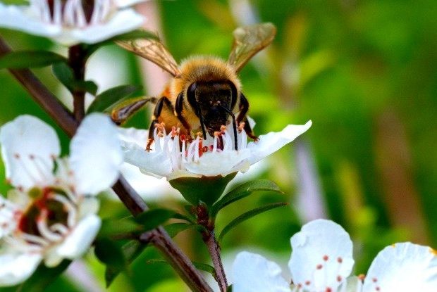 Οι επιστήμονες βρήκαν αυστραλιανό μέλι που συναγωνίζεται στις αντιβακτηριακές ιδιότητες το αντίστοιχο της Νέας Ζηλανδίας Manuka - Φωτογραφία 1