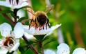 Οι επιστήμονες βρήκαν αυστραλιανό μέλι που συναγωνίζεται στις αντιβακτηριακές ιδιότητες το αντίστοιχο της Νέας Ζηλανδίας Manuka