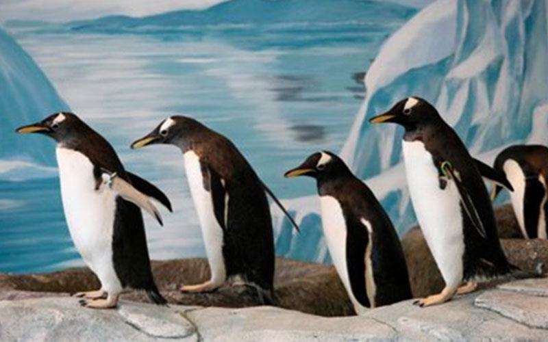 Για να μην γλιστράτε στον πάγο, περπατήστε όπως οι πιγκουίνοι! - Φωτογραφία 1