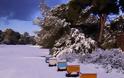 Χιονοπόλεμος στη διάσημη παραλία της Καλογριάς! Λευκό το περίφημο δάσος της Στροφυλιάς - Φωτογραφία 1