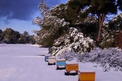 Χιονοπόλεμος στη διάσημη παραλία της Καλογριάς! Λευκό το περίφημο δάσος της Στροφυλιάς