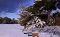 Χιονοπόλεμος στη διάσημη παραλία της Καλογριάς! Λευκό το περίφημο δάσος της Στροφυλιάς - Φωτογραφία 2