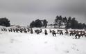 Φωτό - Έλληνες κομάντο εκπαιδεύονται στο χιόνι! - Φωτογραφία 5
