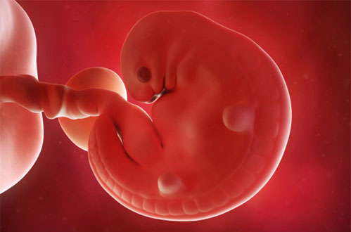 Τι συμβαίνει στο έμβρυο κατά την έκτη εβδομάδα της κύησης - Φωτογραφία 1
