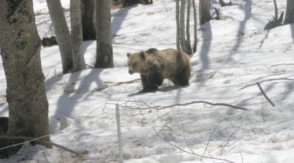 Νυμφαίο Φλώρινας: Ο χιονιάς έστειλε για... ύπνο τις αρκούδες του «Αρκτούρου» - Φωτογραφία 1