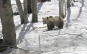 Νυμφαίο Φλώρινας: Ο χιονιάς έστειλε για... ύπνο τις αρκούδες του «Αρκτούρου»