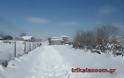Σκληρή μάχη στα χιόνια δίνουν οι κάτοικοι της Λεπτοκαρυάς Τρικάλων να ταΐσουν τα ζωντανά τους - Φωτογραφία 3