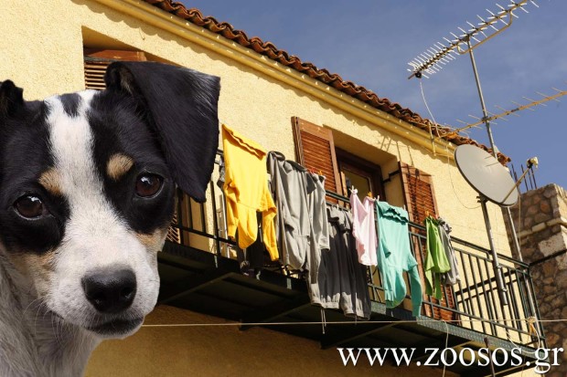 Λέσβος: Στειρώσεις οικόσιτων θηλυκών σκυλιών με έκπτωση για όσους αντιμετωπίζουν οικονομικά προβλήματα - Φωτογραφία 1