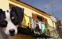 Λέσβος: Στειρώσεις οικόσιτων θηλυκών σκυλιών με έκπτωση για όσους αντιμετωπίζουν οικονομικά προβλήματα