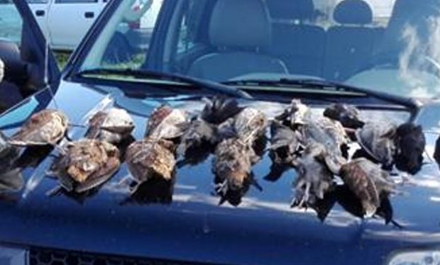 Αιτωλοακαρνανία: «Θερίζουν» τα πουλιά παρά την καθολική απαγόρευση κυνηγιού - Φωτογραφία 1