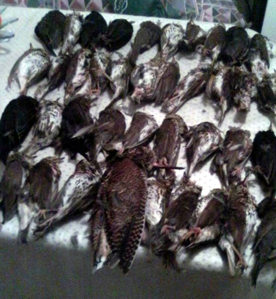 Αιτωλοακαρνανία: «Θερίζουν» τα πουλιά παρά την καθολική απαγόρευση κυνηγιού - Φωτογραφία 2