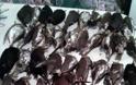 Αιτωλοακαρνανία: «Θερίζουν» τα πουλιά παρά την καθολική απαγόρευση κυνηγιού - Φωτογραφία 2