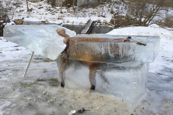 Εποχή.... Παγετώνων: Η κατεψυγμένη αλεπού στον Δούναβη - Φωτογραφία 1