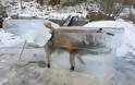 Εποχή.... Παγετώνων: Η κατεψυγμένη αλεπού στον Δούναβη