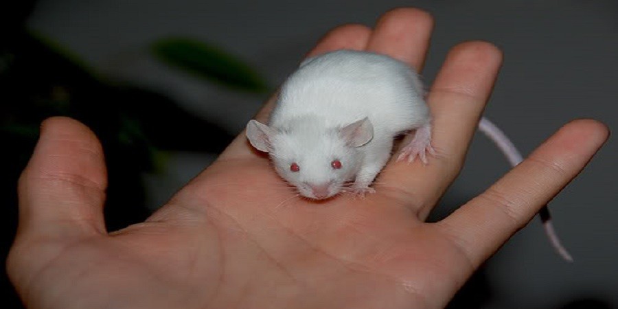 Домашние белые мыши