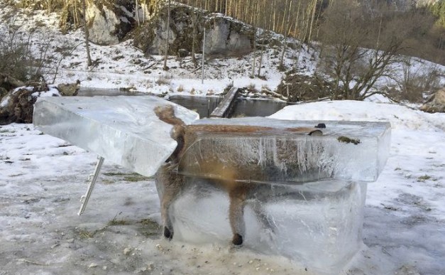 Η αλεπού βρέθηκε εγκλωβισμένη μέσα σε πάγο - Φωτογραφία 1
