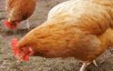 Ραγδαία εξάπλωση της γρίπης των πτηνών στη Βουλγαρία