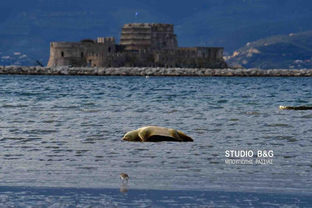 Θαλάσσια χελώνα καρέτα καρέτα νεκρή στο Ναύπλιο - Φωτογραφία 1
