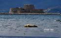 Θαλάσσια χελώνα καρέτα καρέτα νεκρή στο Ναύπλιο