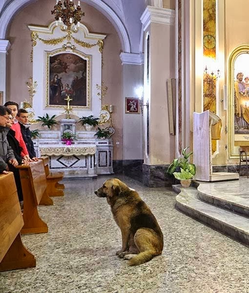 Αυτός ο σκύλος πηγαίνει κάθε μέρα στην εκκλησία - Ο λόγος θα ραγίσει και την πιο σκληρή καρδιά! - Φωτογραφία 2