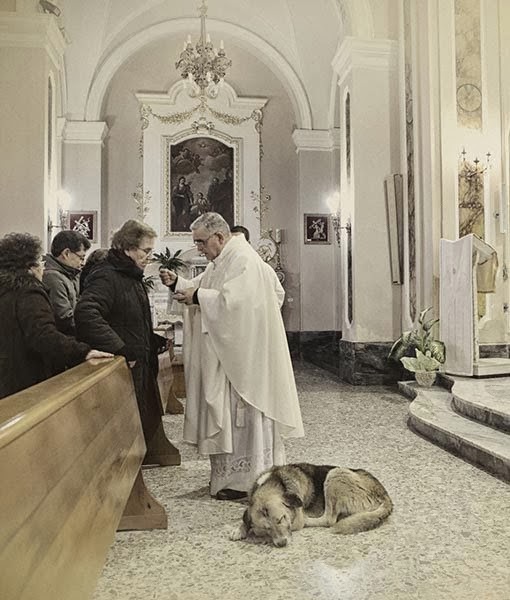 Αυτός ο σκύλος πηγαίνει κάθε μέρα στην εκκλησία - Ο λόγος θα ραγίσει και την πιο σκληρή καρδιά! - Φωτογραφία 3