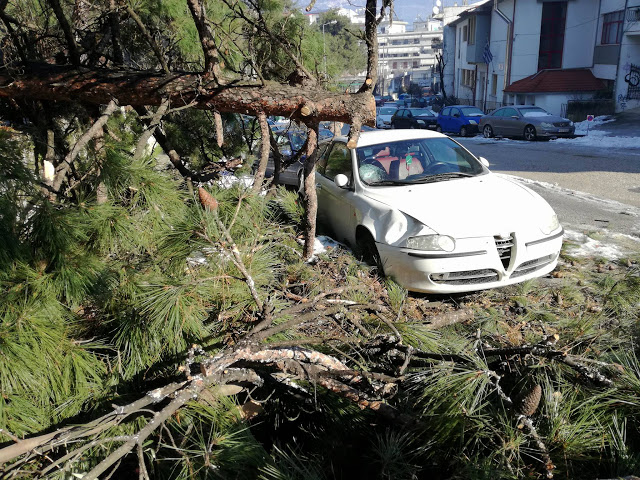 Γιάννενα: Δέντρο έπεσε πάνω σε αυτοκίνητο στα Λακκώματα [photos] - Φωτογραφία 3