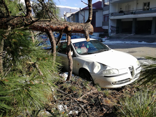 Γιάννενα: Δέντρο έπεσε πάνω σε αυτοκίνητο στα Λακκώματα [photos] - Φωτογραφία 4