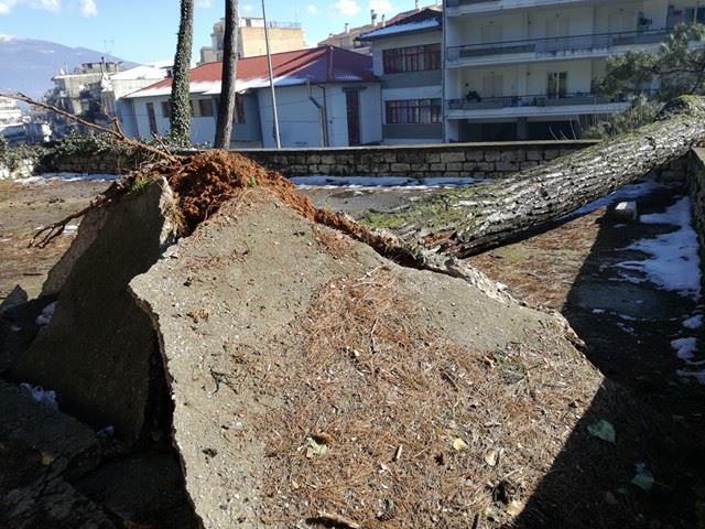 Γιάννενα: Δέντρο έπεσε πάνω σε αυτοκίνητο στα Λακκώματα [photos] - Φωτογραφία 5