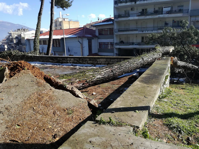 Γιάννενα: Δέντρο έπεσε πάνω σε αυτοκίνητο στα Λακκώματα [photos] - Φωτογραφία 6